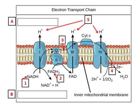 reactants of electron transport chain|Electron Transport Chain: Definition, Steps, and Diagram.